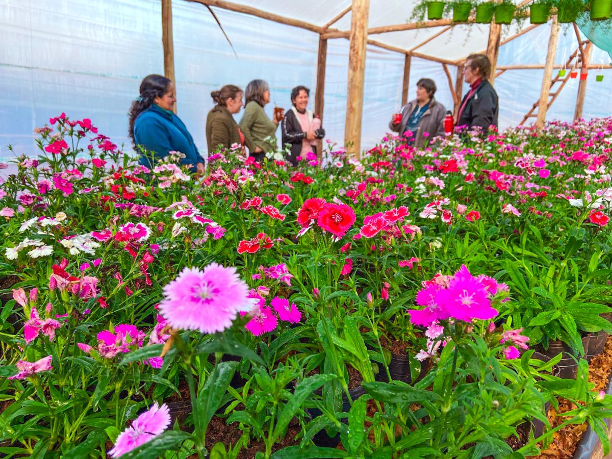 Misiones tiene su primera cooperativa de floricultores