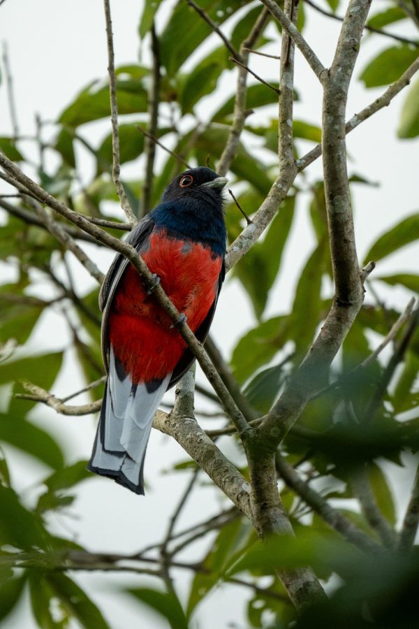 Misiones celebrara Volar 2025 el primer encuentro internacional de observacion de aves 2 - 1