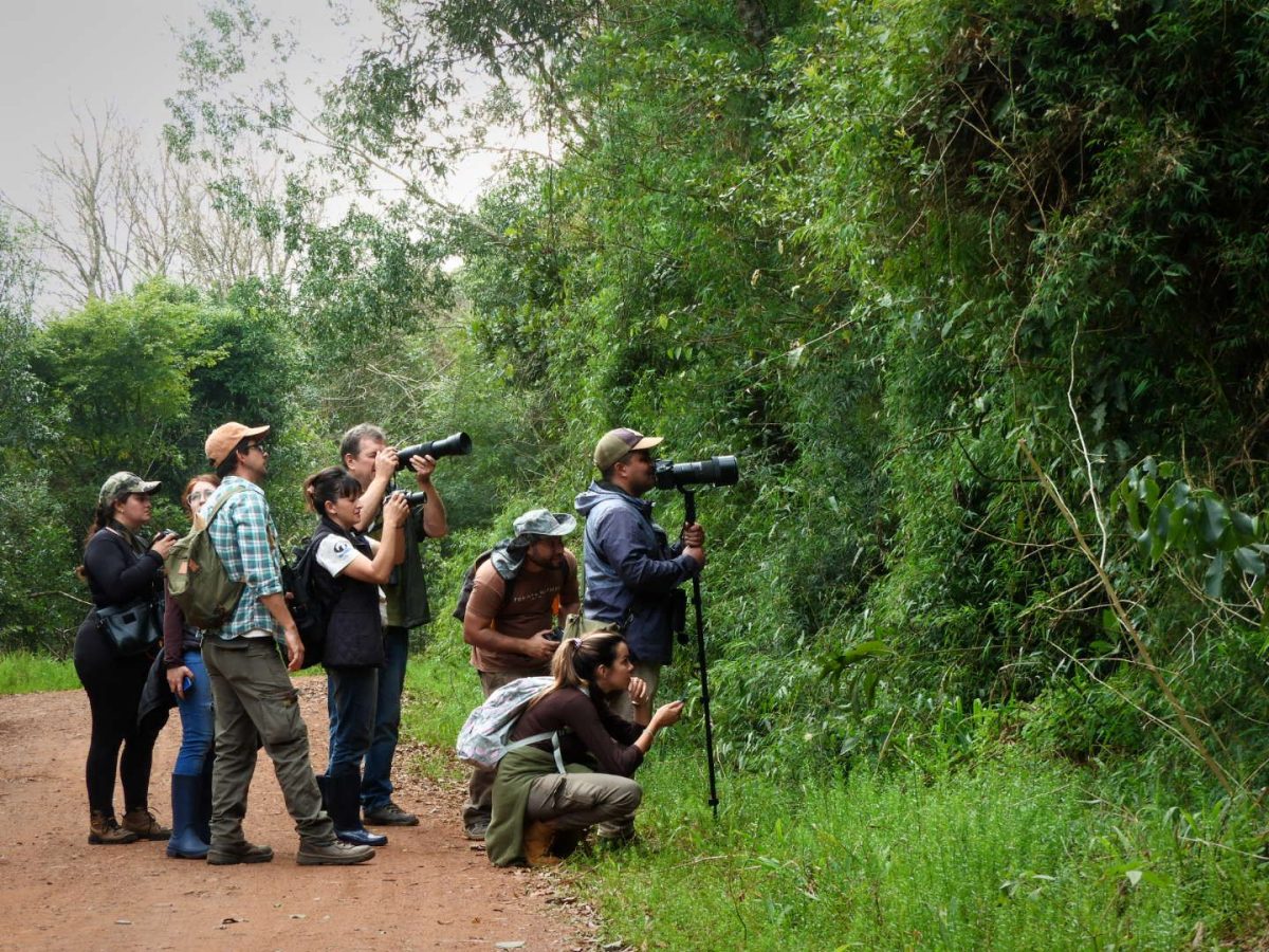 Volar 2025 busca la consolidación del turismo de observación de aves en Misiones