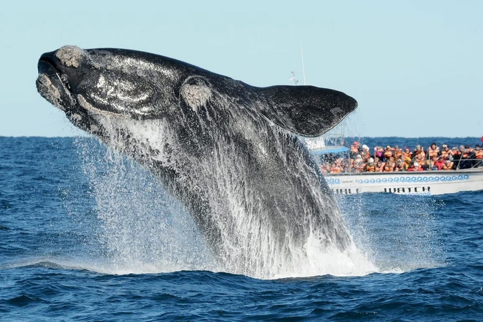 ballenas