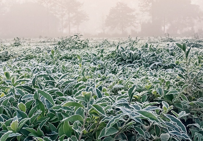 Heladas y temperaturas cercanas a los 0ºC se hicieron sentir hoy en Misiones