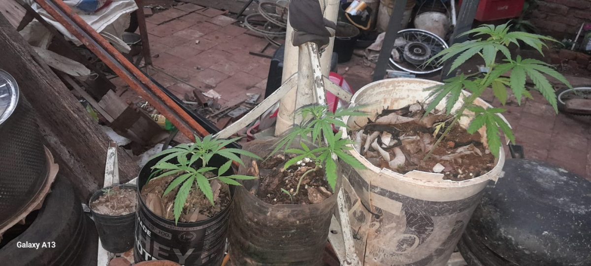 Golpe al narcomenudeo en barrio A 3-2 de Posadas: dos detenidos y marihuana secuestrada 1 2 - marihuana 3 - 1