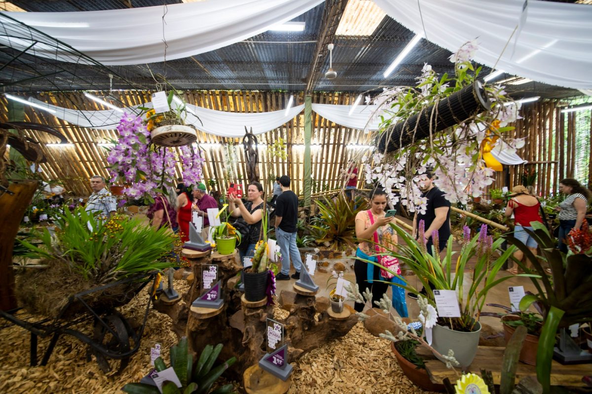 Montecarlo se prepara para recibir la Fiesta Nacional de la Orquidea y la 41° Fiesta Provincial de la Flor 2 - 3