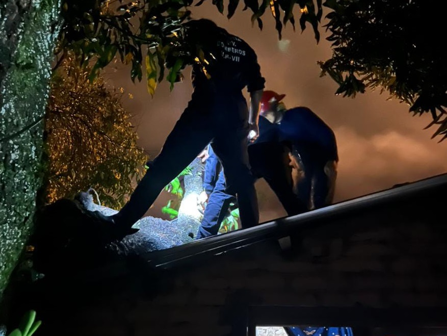 Por la tormenta un árbol cayó sobre una vivienda en Apóstoles y provocó daños materiales