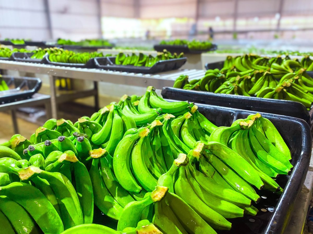 Misiones continúa acompañando a Salta en el fortalecimiento de la producción de bananas