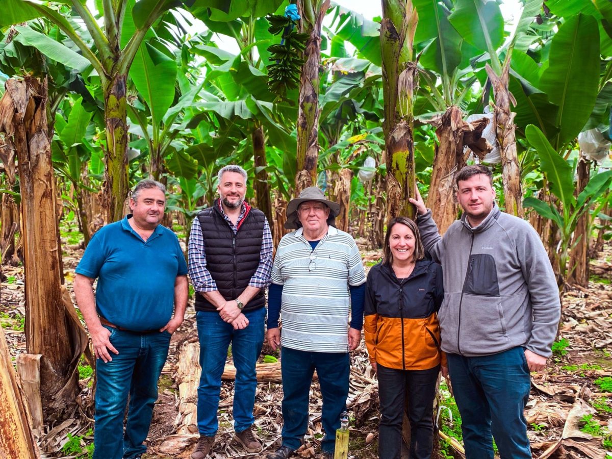 Misiones continúa acompañando a Salta en el fortalecimiento de la producción de bananas 1 2 - bananas misiones salta 2 - 1