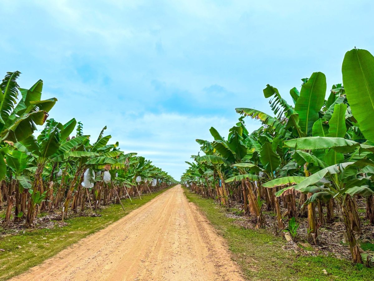Misiones continúa acompañando a Salta en el fortalecimiento de la producción de bananas 2 4 - bananas misiones salta 3 - 3