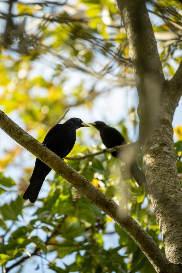 Puerto Iguazú recibe a Volar 2025: tres días de turismo de naturaleza y conservación 3 6 - volar 2 - 5