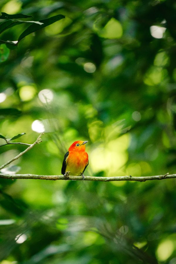 Puerto Iguazú recibe a Volar 2025: tres días de turismo de naturaleza y conservación 2 4 - volar 3 - 3