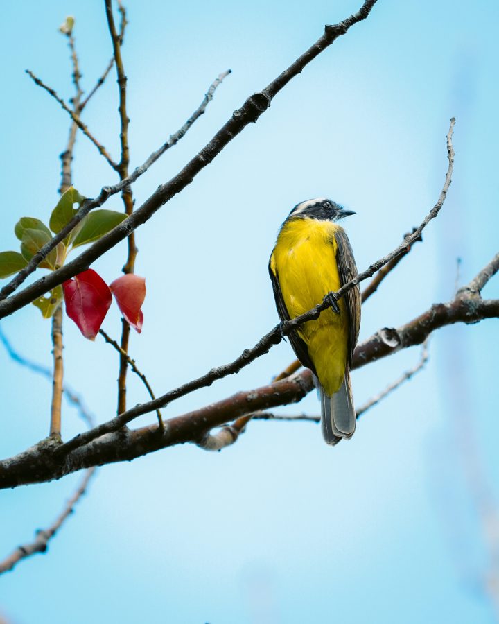 Puerto Iguazú recibe a Volar 2025: tres días de turismo de naturaleza y conservación 1 2 - volar 4 - 1