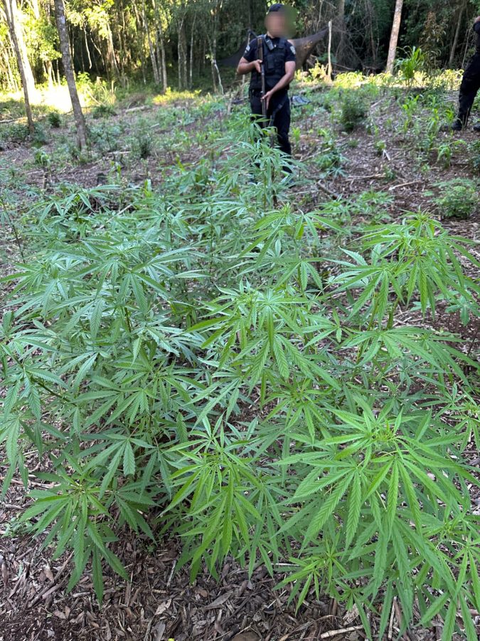 Intervienen en la distribucion de cocaina y marihuana en tres localidades de Misiones 1 - 1