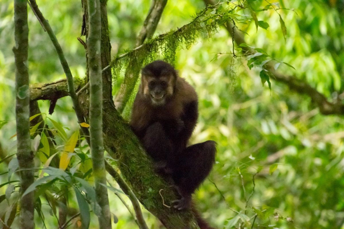 Liberaron a 8 monos Capuchinos rehabilitados en el Parque Provincial Urugua i 1 - 3