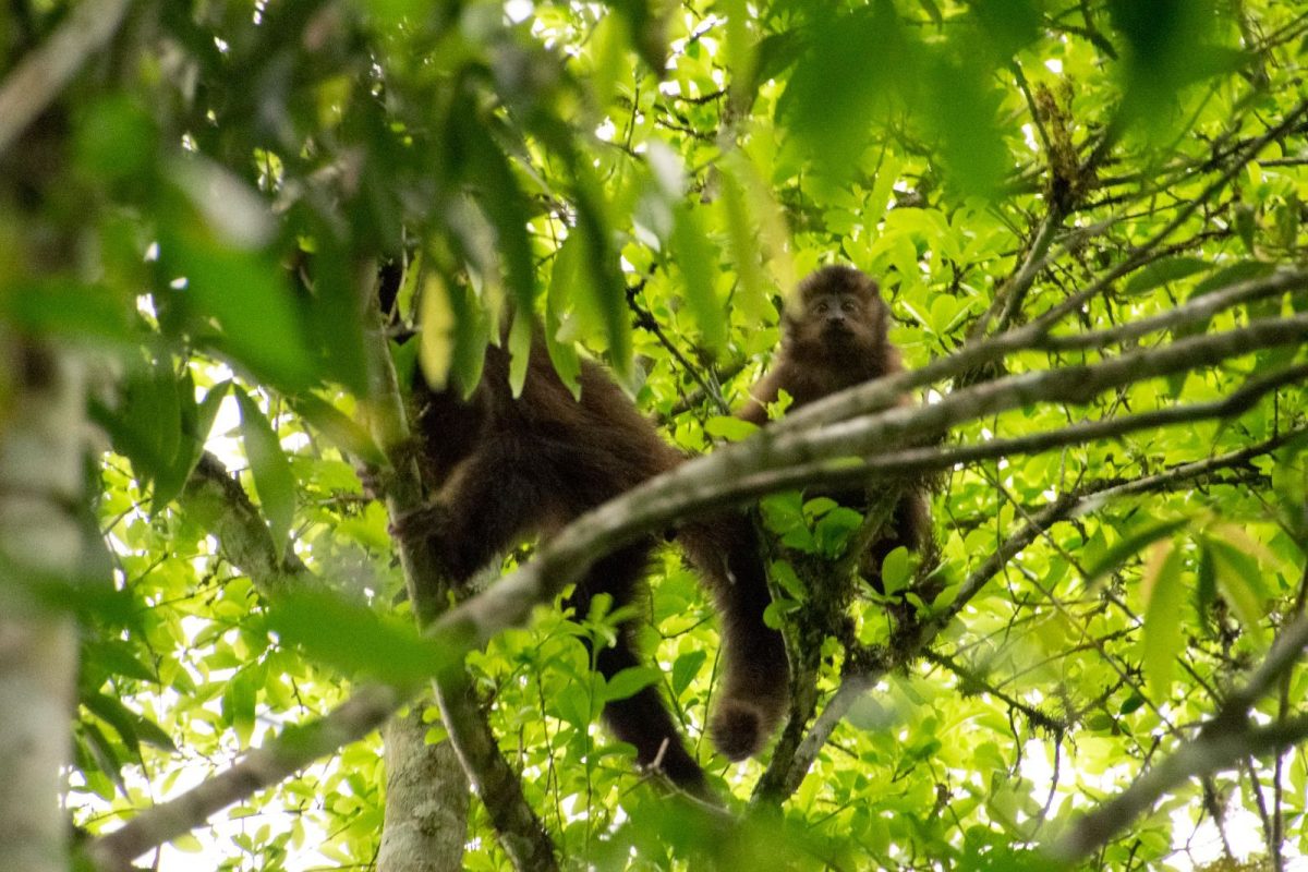 Liberaron a 8 monos Capuchinos rehabilitados en el Parque Provincial Urugua i 3 - 1
