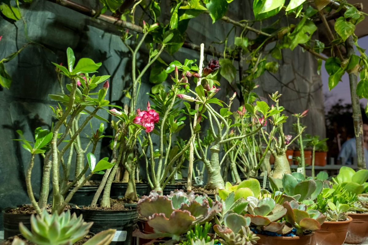 Passalacqua destaco la floricultura como nucleo economico y turistico en Misiones 3 - 9
