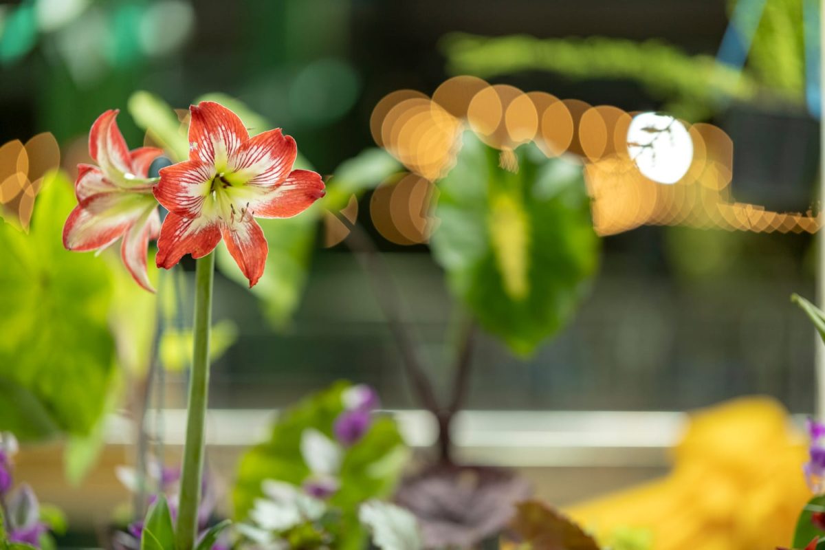 Passalacqua destaco la floricultura como nucleo economico y turistico en Misiones 9 - 3