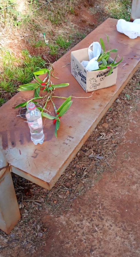 Policía y coleccionista de orquídeas desbarata una estafa millonaria con flores falsas en Apóstoles 1 2 - WhatsApp Image 2025 10 08 at 20.39.48 - 1