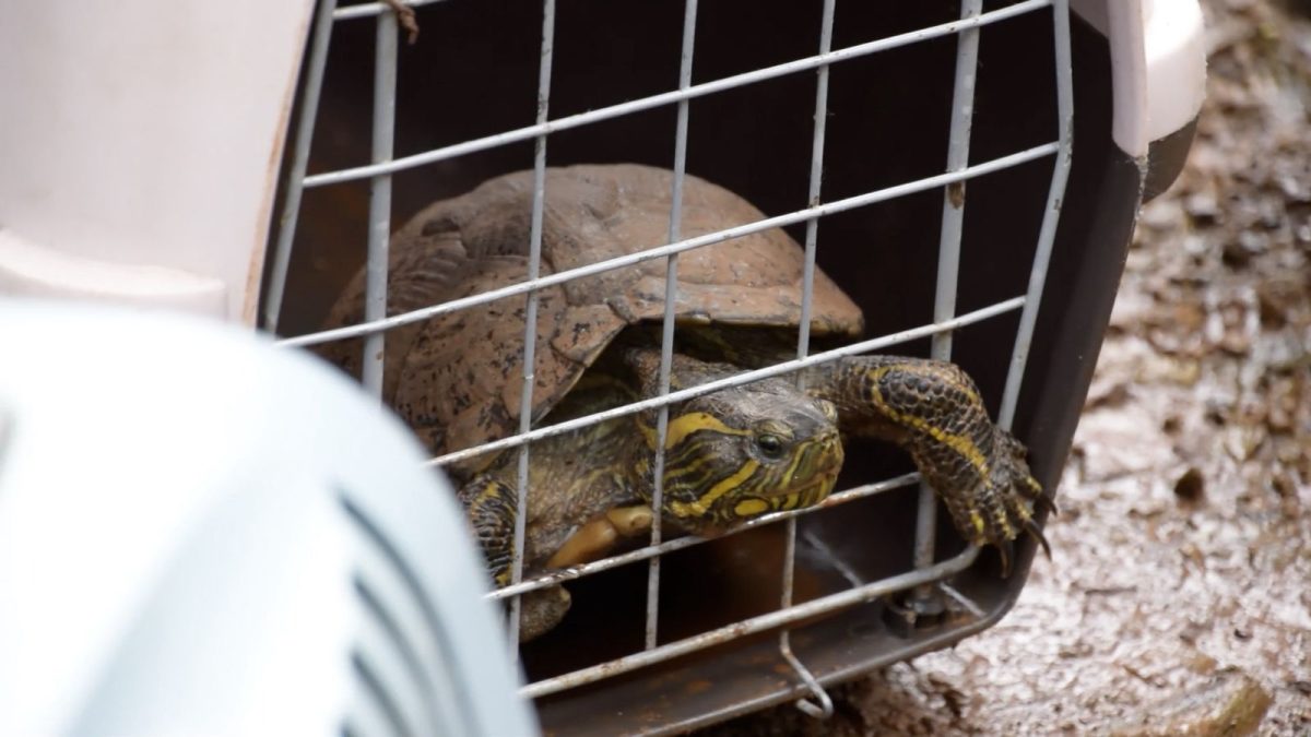 animales rescatados 1 - 1