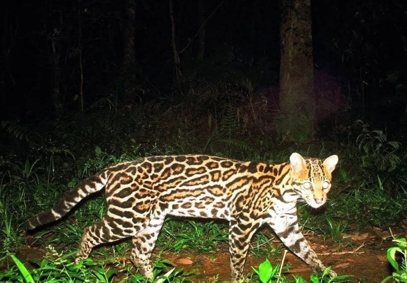 ocelote