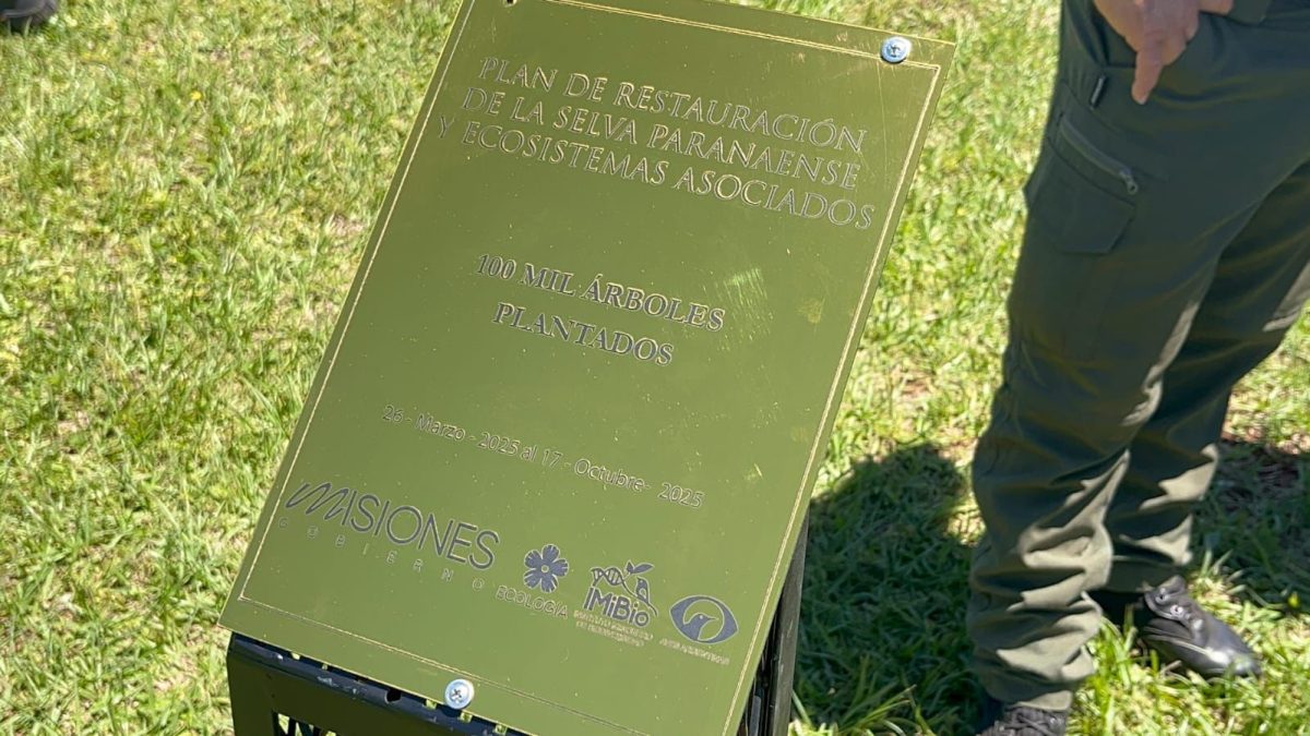 Misiones celebra la plantación del árbol número 100 mil y avanza en la restauración de la Selva Paranaense 9 18 - plantacion arboles 10 - 17