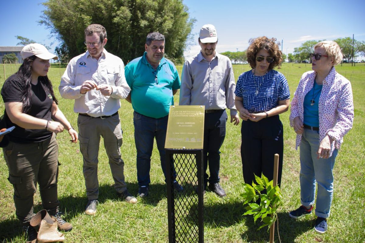 Misiones celebra la plantación del árbol número 100 mil y avanza en la restauración de la Selva Paranaense 2 4 - plantacion arboles 3 - 3