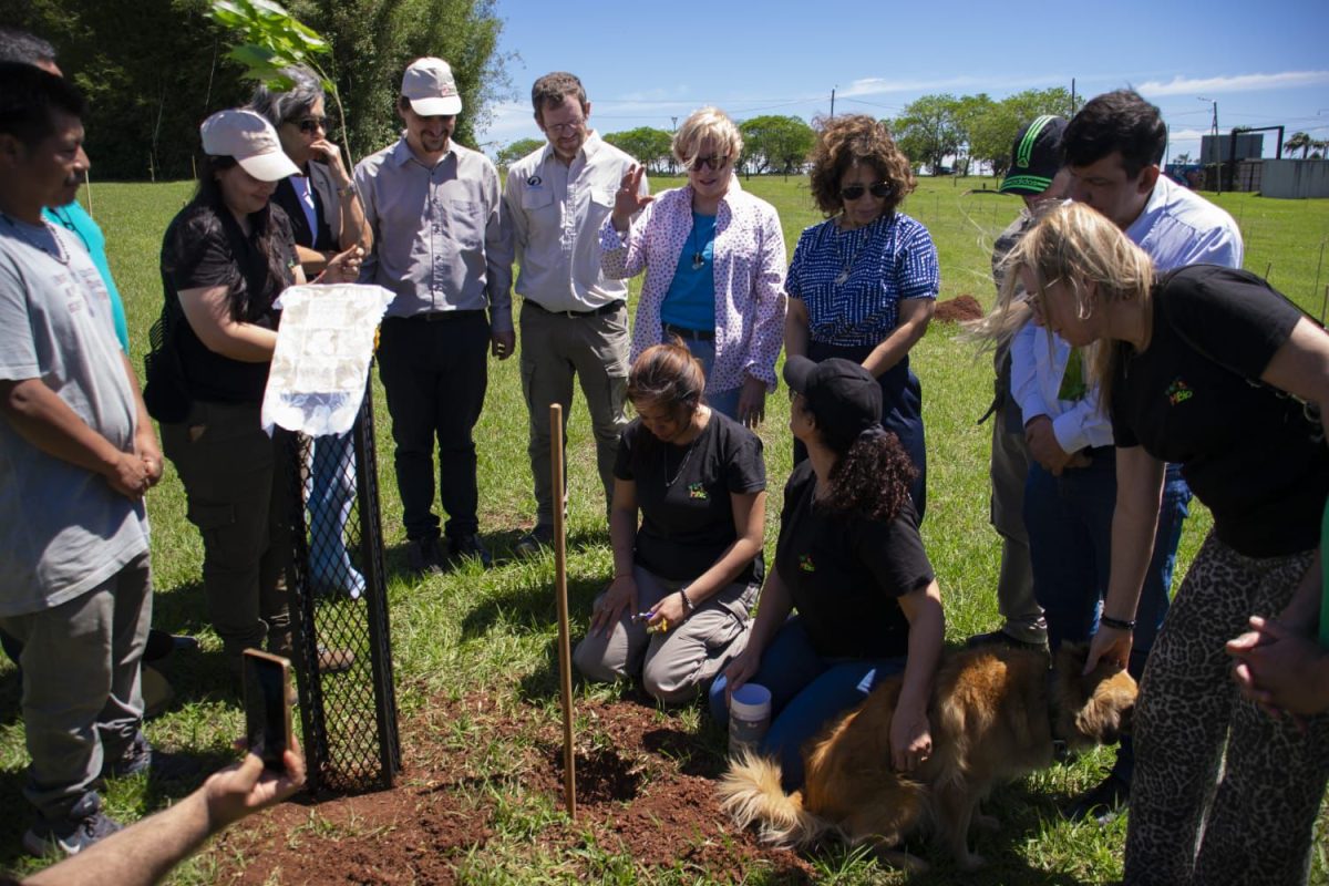 Misiones celebra la plantación del árbol número 100 mil y avanza en la restauración de la Selva Paranaense 4 8 - plantacion arboles 5 - 7