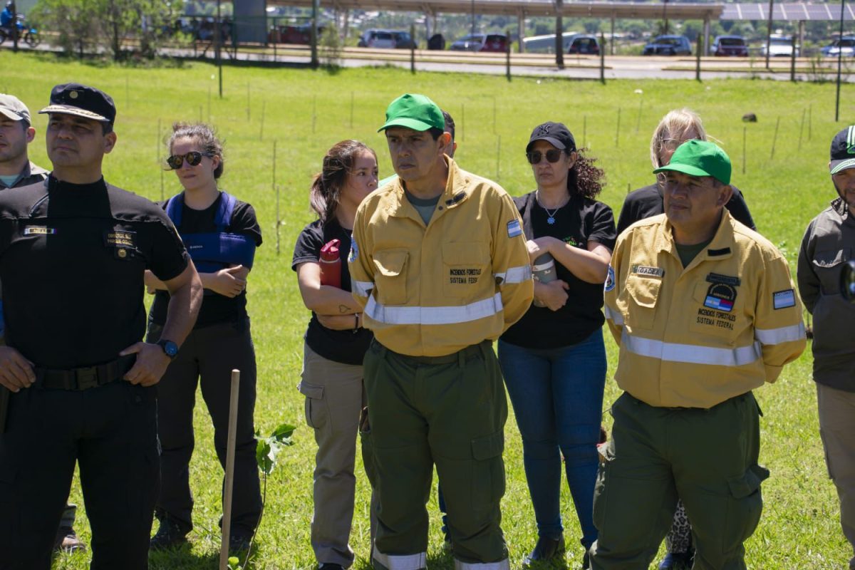 Misiones celebra la plantación del árbol número 100 mil y avanza en la restauración de la Selva Paranaense 6 12 - plantacion arboles 7 - 11