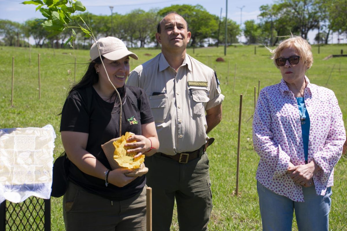 Misiones celebra la plantación del árbol número 100 mil y avanza en la restauración de la Selva Paranaense 7 14 - plantacion arboles 8 - 13