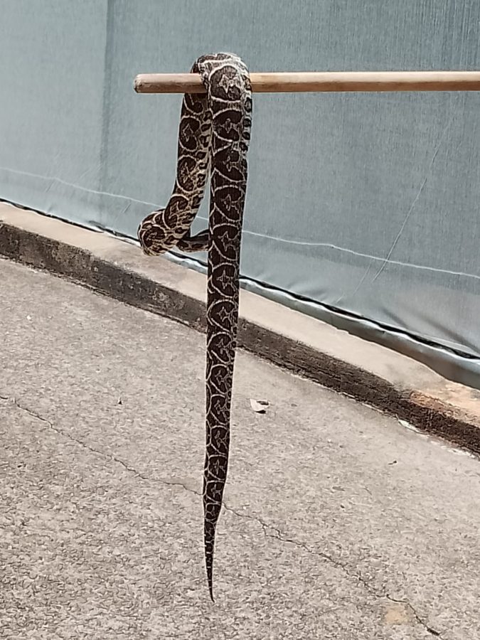 serpiente 1 - 1