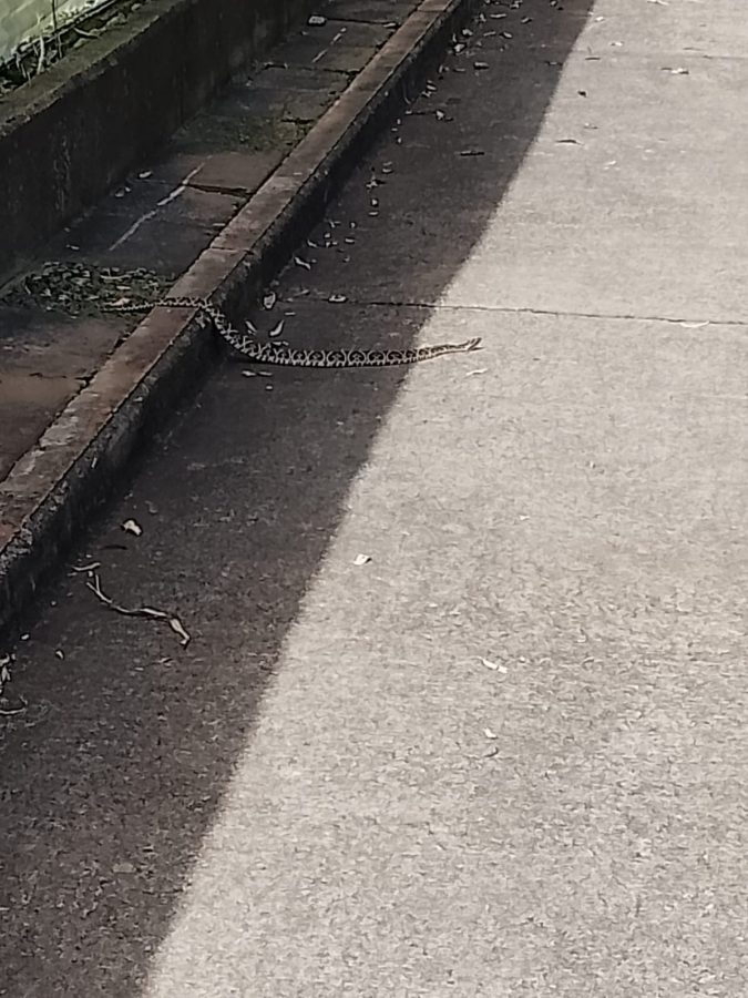 serpiente 2 - 3