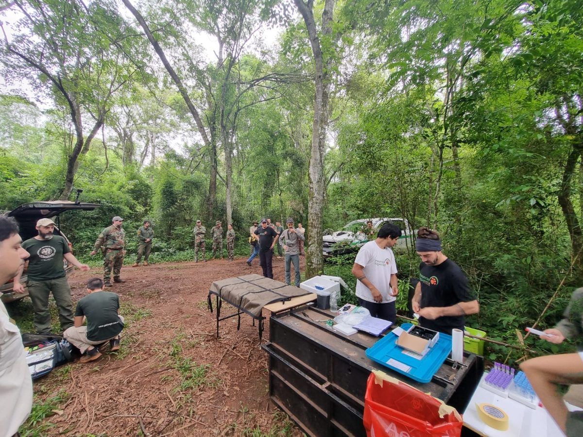 La yaguareté “Pará” y sus crías vuelven a la selva: Misiones completó un operativo histórico de conservación 1 2 - yaguarete para 3 - 1