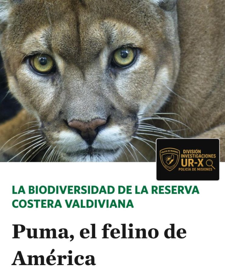 Confirmaron que el pelaje secuestrado en Posadas es de un puma en peligro de extincion 2 - 1