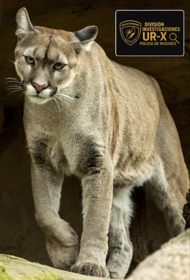 Confirmaron que el pelaje secuestrado en Posadas es de un puma en peligro de - 3