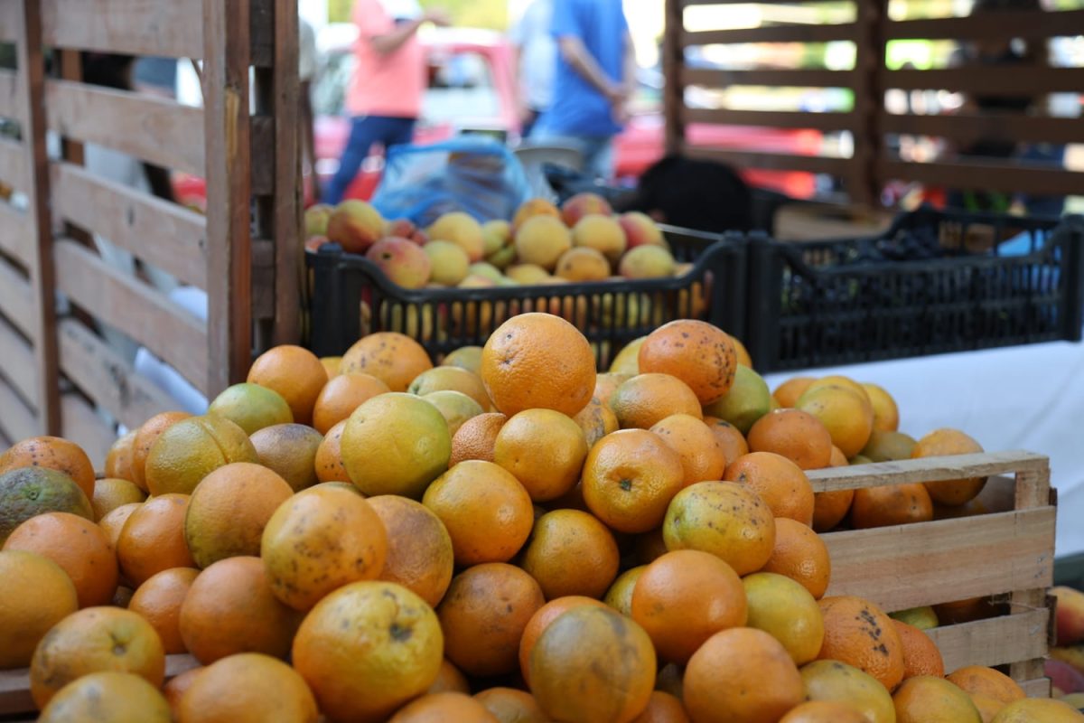 Passalacqua encabezó la apertura de la 8° Fiesta de las Frutas Tropicales en Almafuerte 16 32 - IMG 20251130 WA0005 - 31