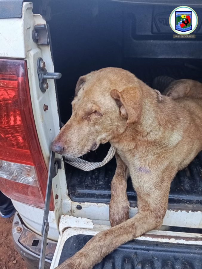 Maltrato animal detuvieron a tres hombres con perros desnutridos presuntamente usados para caza furtiva en Eldorado 1 - 1