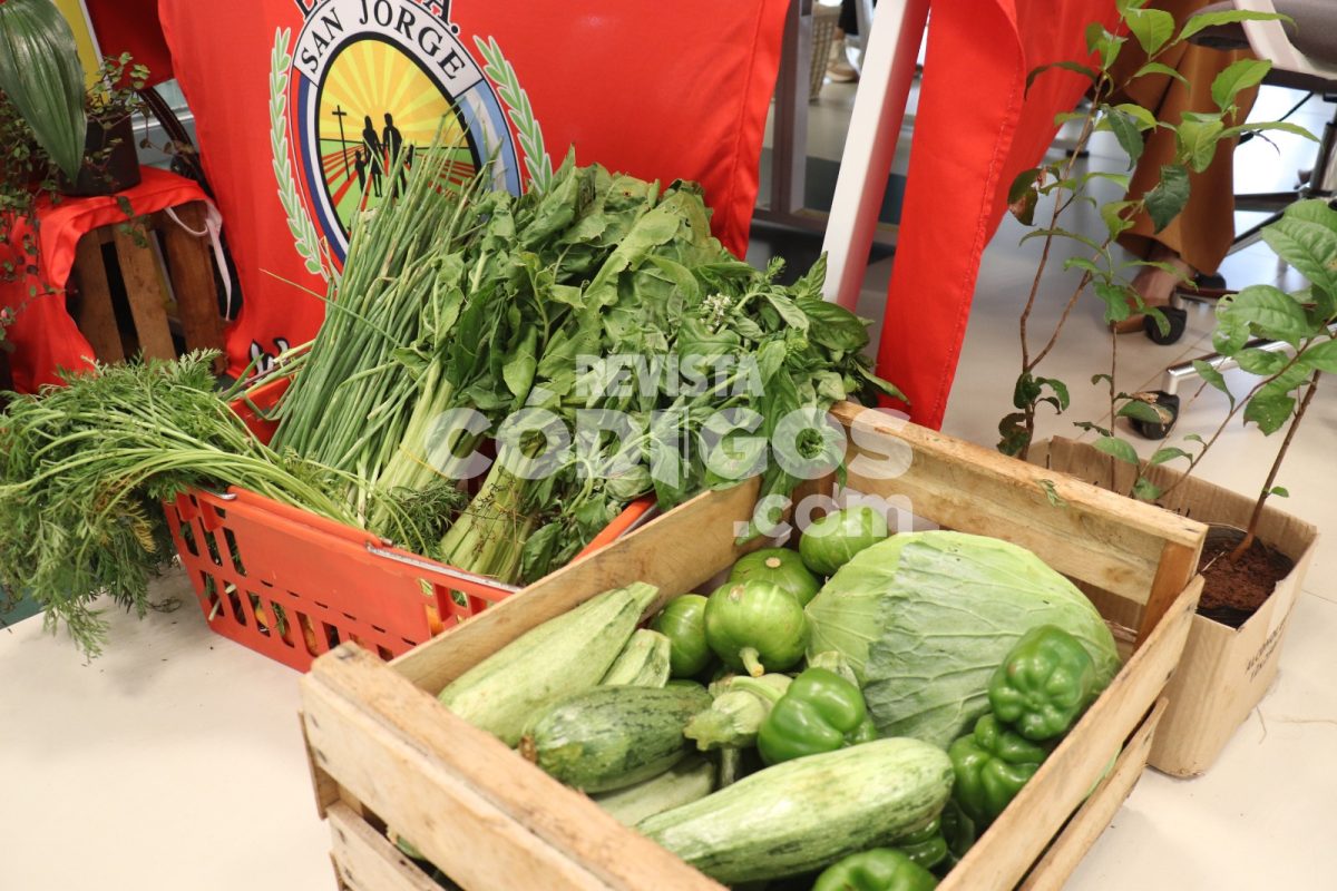 Misiones impulsa la innovación y soberanía alimentaria con el programa “Chacras que educan” 15 30 - Misiones impulsa la innovacion y soberania alimentaria con el programa Chacras que educan 4 - 29