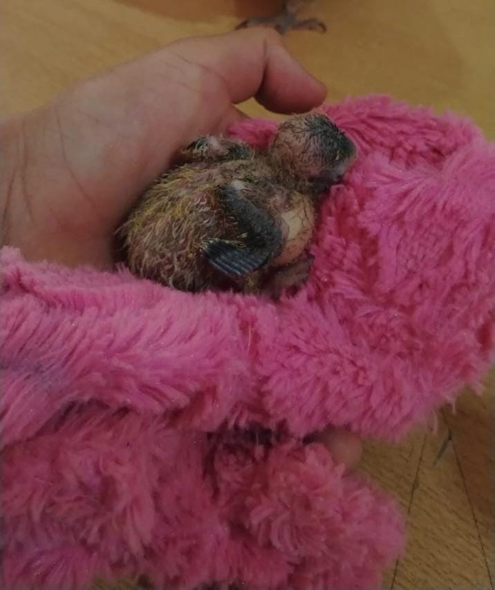 Porteccion animal rescatan aves mediante operativos policiales en distintos puntos de la provincia 3 - 3