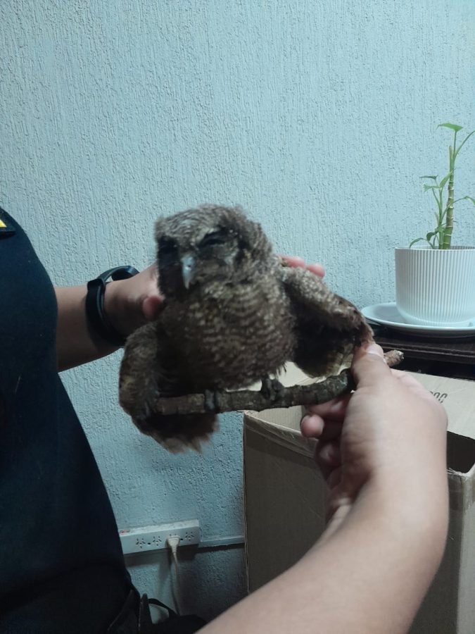 Porteccion animal rescatan aves mediante operativos policiales en distintos puntos de la provincia 4 - 5