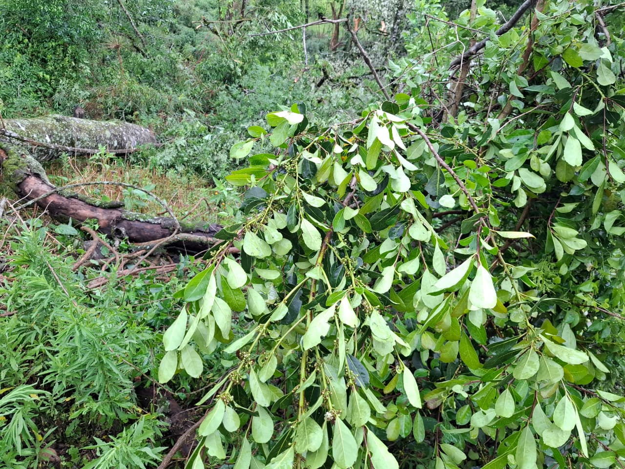 WhatsApp Image 2025 11 08 at 08.33.08 - 5