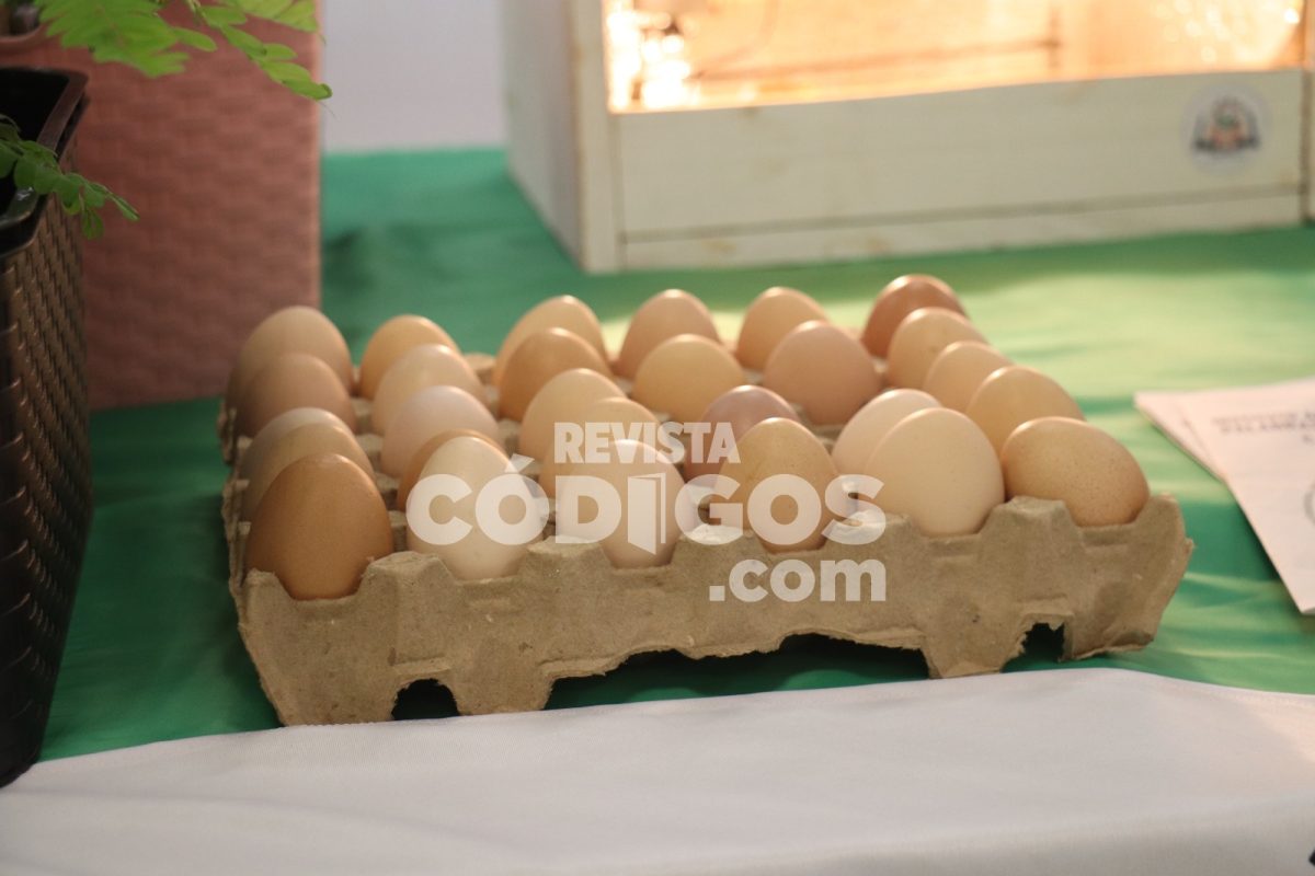 Misiones impulsa la innovación y soberanía alimentaria con el programa “Chacras que educan” 4 8 - huevo huevos precios semana santa fiestas - 7