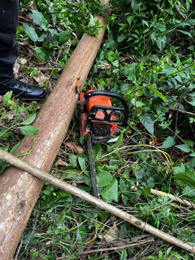 Puerto Libertad: detuvieron a dos hombres por extracción ilegal de madera 2 4 - puerto libertad 1 - 3