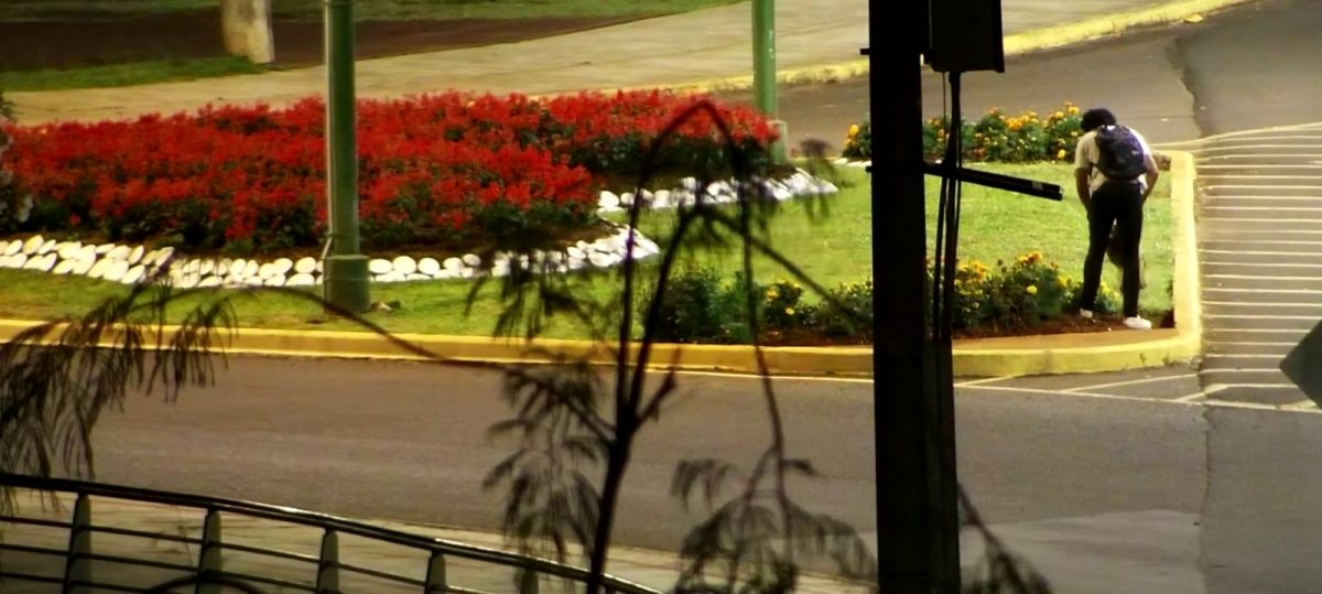 robo plantines 2 - 1