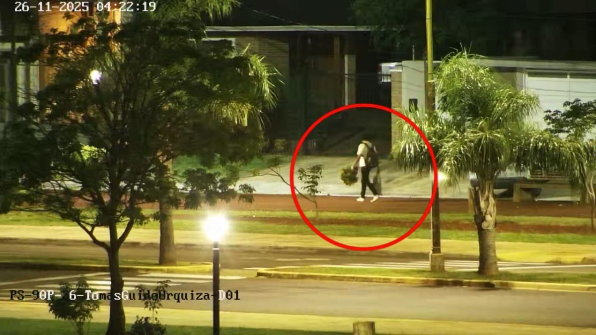 robo plantines 3 - 3