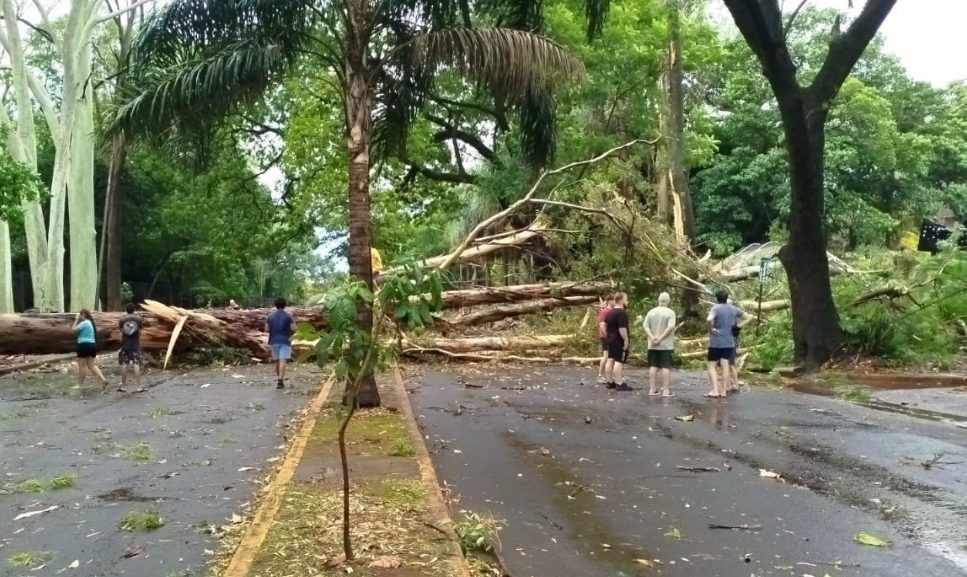 Temporal causó destrozos en Posadas con árboles caídos y voladura de techos