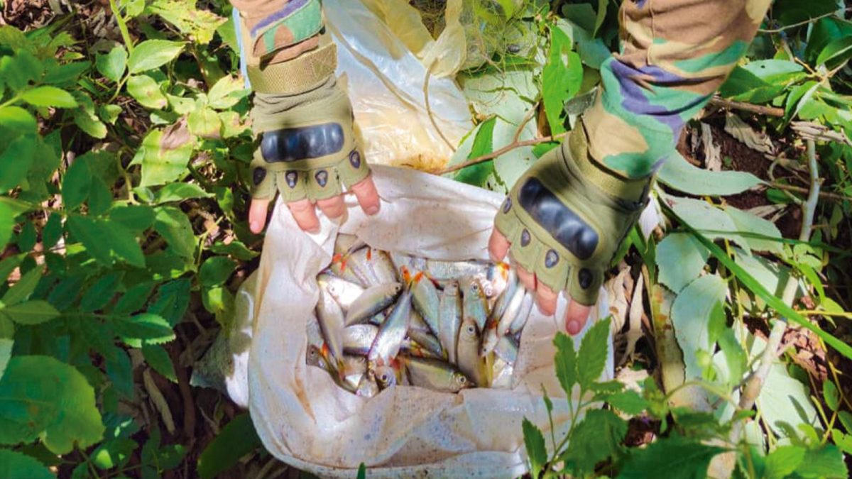 Intensifican controles en los ríos de Misiones tras el inicio de la veda de pesca 2 4 - veda pesca control 4 - 3