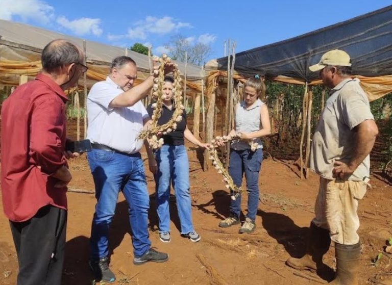 Nace en Corpus Christi la primera cuenca productiva de ajo misionero