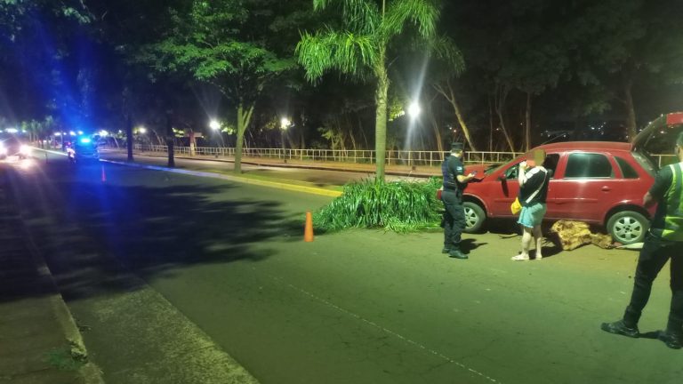 Una conductora perdió el control de su vehículo y colisionó contra una palmera en el Acceso Oeste