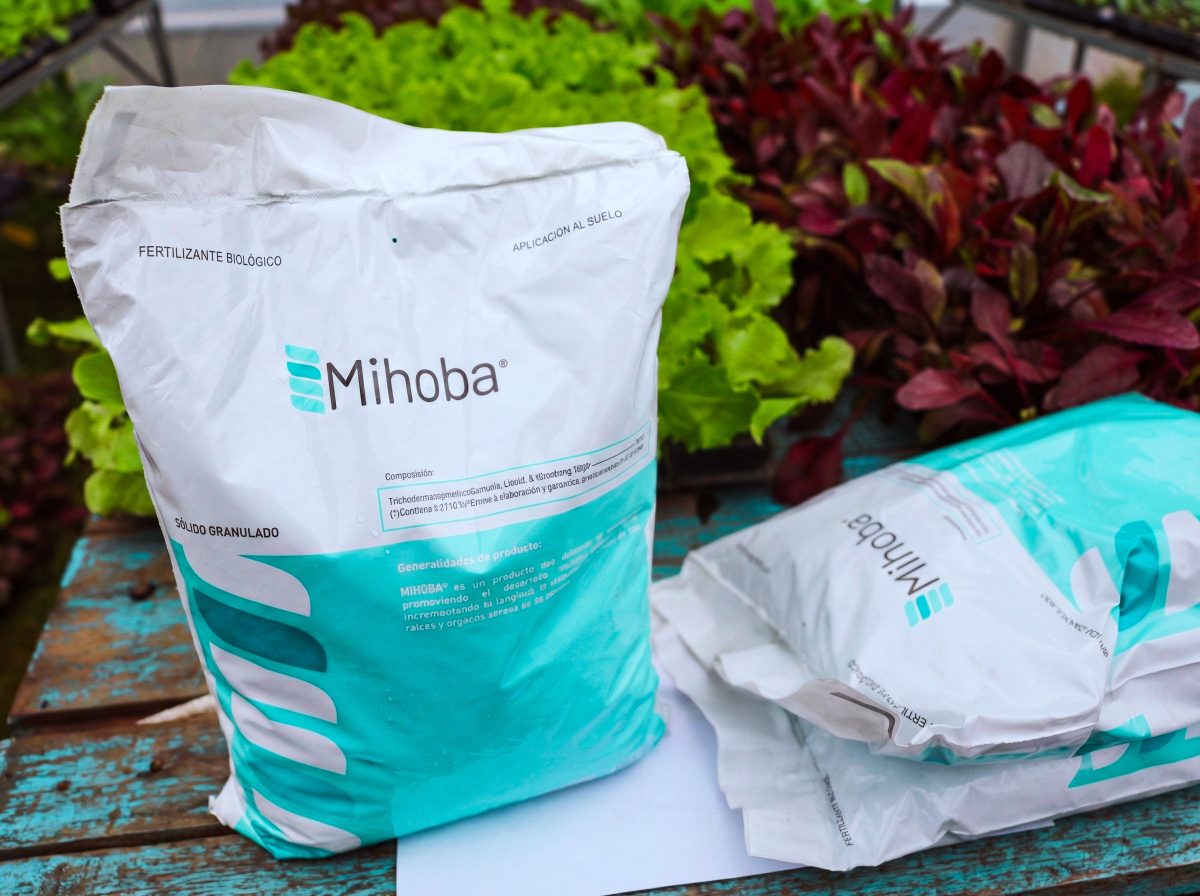 Misiones impulsa la diversificacion productiva con horticultura frutas y cultivos medicinales 2 - 1