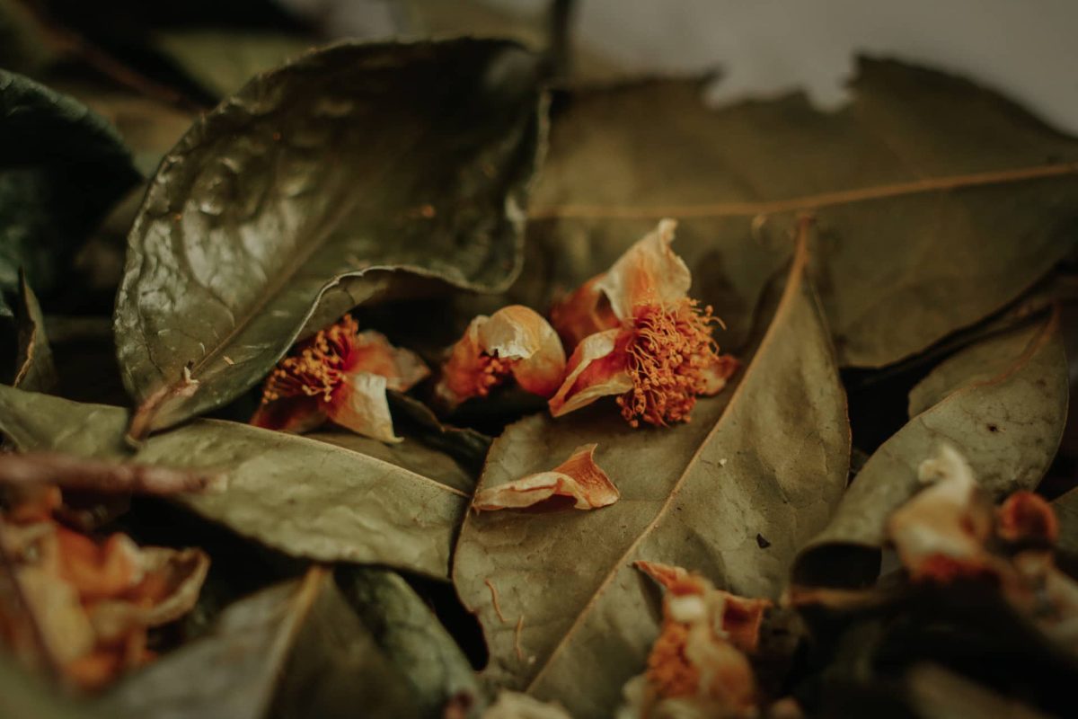 Te Argentino Misiones 04 - 1