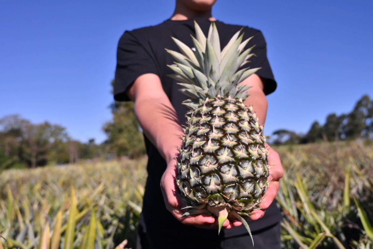 El mulching plástico impulsa la innovación en el cultivo de ananá en Misiones 2 4 - ANANA 2 - 3