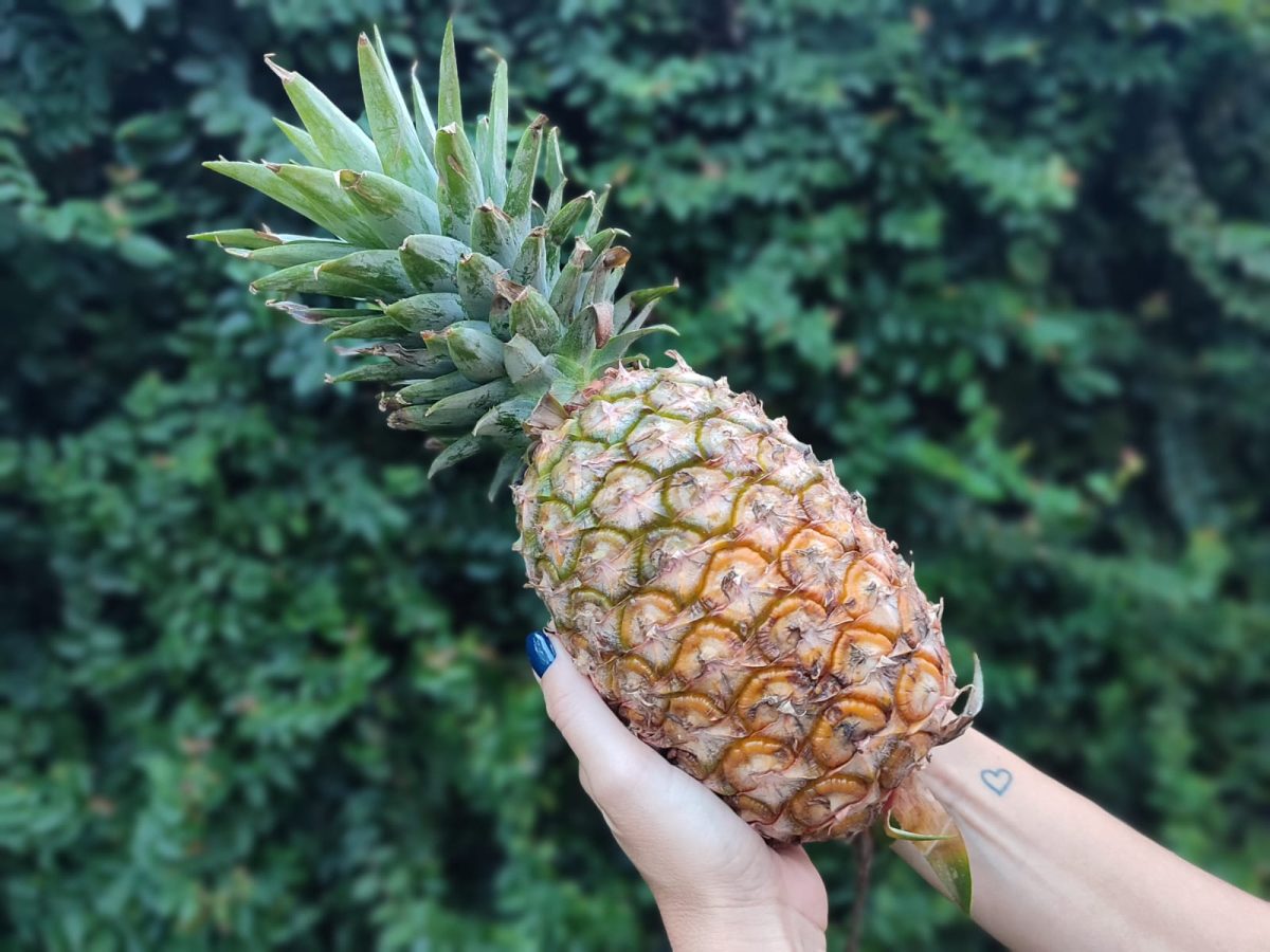 El mulching plástico impulsa la innovación en el cultivo de ananá en Misiones 3 6 - ANANA 3 - 5